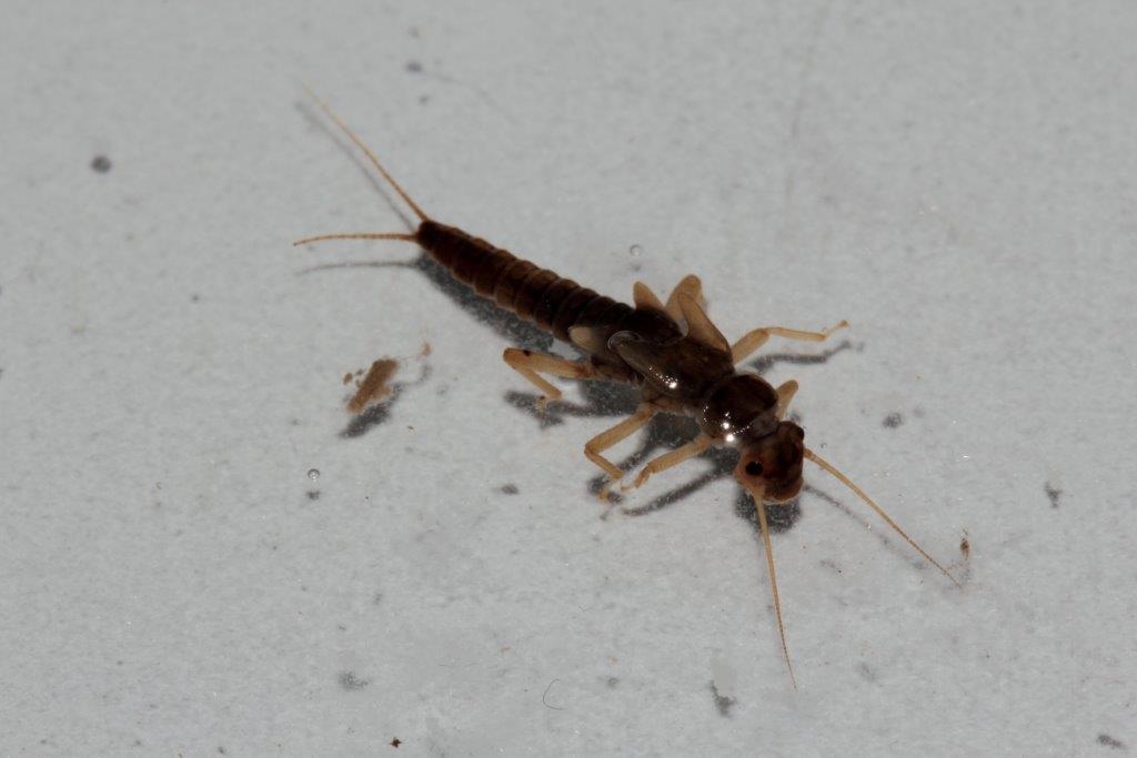 Plecotteri: foto di laboratorio da confermare